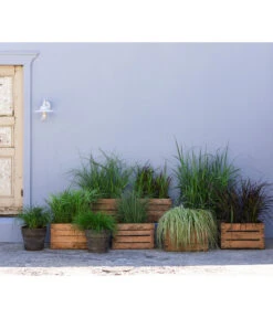 Weißbunte Japan-Segge 'Variegata' 7 Weißbunte Japan-Segge 'Variegata' -Ecopots Garten Geschaft 20210617 8011439 8011454 8011447 8026775 8026841 WE MO 001 Graeser BestOf 2022 01
