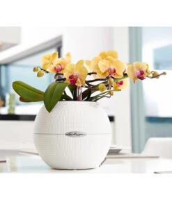 LECHUZA® PURO Color, All-in-One-Set, Rund, Ca. Ø20 Cm 13 LECHUZA® PURO Color, All-in-One-Set, Rund, Ca. Ø20 Cm -Ecopots Garten Geschaft 2418622 WE MO 002 PuroColor20cmweiss