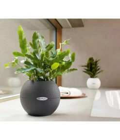 LECHUZA® PURO Color, All-in-One-Set, Rund, Ca. Ø20 Cm 15 LECHUZA® PURO Color, All-in-One-Set, Rund, Ca. Ø20 Cm -Ecopots Garten Geschaft 2418622 WE MO 003 LechuzaPuroColor20weiss