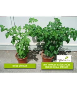 Mykorrhiza Soluble, 30 G -Ecopots Garten Geschaft 2537132 2360626 WE FS 001 Mykorrhizachillibeschriftet