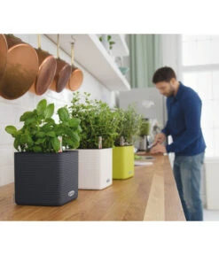 LECHUZA® CUBE Color, All-in-One Set 12 LECHUZA® CUBE Color, All-in-One Set -Ecopots Garten Geschaft 2843480 2843464 2843530 WE MO 001 CubeColor14AnthazitWeissLimettengruen