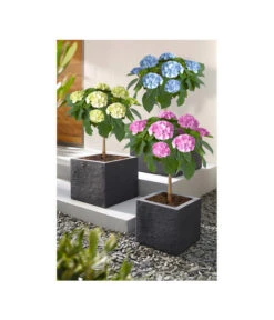 Dehner Kunststoff-Blumenkübel Palermo, Anthrazit -Ecopots Garten Geschaft 3728110 3728151 3940756 WE MO 003 KunststoffBlumenkuebelKubusanthrazitBlumentopf