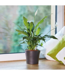 Seramis Pflanz-Granulat Für Zimmerpflanzen 11 Seramis Pflanz-Granulat Für Zimmerpflanzen -Ecopots Garten Geschaft 394643 WE MO 004 SeramisPflanzgranulat 394650 394668 396721