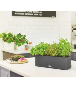 LECHUZA® BALCONISSIMA Color, All-in-One-Set, Ca. B40/H14/T14 Cm -Ecopots Garten Geschaft 4065538 PR MO 003 Balconissima40Anthrazit