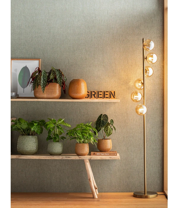 Korbmarante - Calathea Mosaica 5 Korbmarante - Calathea Mosaica – Bild 3