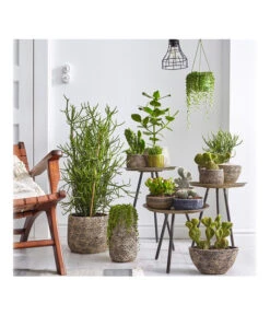 Dehner Keramik-Übertopf Stef, Bauchig, Braun, Ca. Ø25 Cm -Ecopots Garten Geschaft 4083309 PR MO 002 TrenthemaIStefSukkulententhema 4083317 4083325 4083333 4084349 4084356 4084372 4084380