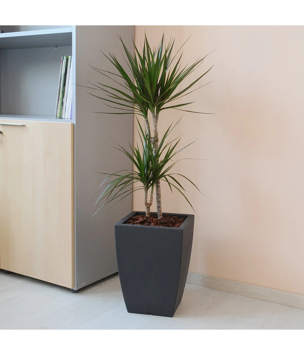 Farmet Kunststoff-Topf-Set Hydrus, Quadratisch, Anthrazit, 2-teilig 4 Farmet Kunststoff-Topf-Set Hydrus, Quadratisch, Anthrazit, 2-teilig – Bild 2