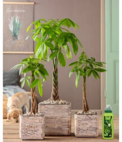 Dehner Grünpflanzen-Dünger, Flüssig, 500 Ml -Ecopots Garten Geschaft 4418075 WE MO 002 DehnerGruenpflanzenDuengerfluessig500ml