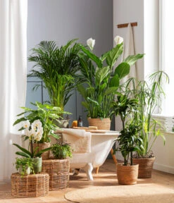 Schmetterlingsorchidee - Phalaenopsis Cultivars 'Cascade', Verschiedene Sorten 16 Schmetterlingsorchidee - Phalaenopsis Cultivars 'Cascade', Verschiedene Sorten -Ecopots Garten Geschaft 4440343 4439022 4438990 WE MO 002 IgmarBraun 1