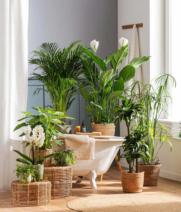 Zypergras - Cyperus Glaber 4 Zypergras - Cyperus Glaber – Bild 2