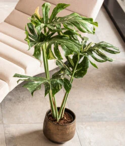 Dehner Keramik-Übertopf Mathea, Bauchig, Gold/braun -Ecopots Garten Geschaft 4450722 WE MO 001 TopfMatheaGold Raritaeten 2022