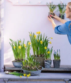 Narzissen 'Tête à Tête' In Birkentopf, Ca. Ø11 Cm 9 Narzissen 'Tête à Tête' In Birkentopf, Ca. Ø11 Cm -Ecopots Garten Geschaft 6019111 WE MO 001 ZinkschaleNarzissen