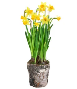 Narzissen 'Tête à Tête' In Birkentopf, Ca. Ø11 Cm 8 Narzissen 'Tête à Tête' In Birkentopf, Ca. Ø11 Cm -Ecopots Garten Geschaft 6019129 WE FS 001 BirkentopfNarzisseTeteaTete11cm