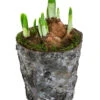 Narzissen 'Tête à Tête' In Birkentopf, Ca. Ø11 Cm 1 Narzissen 'Tête à Tête' In Birkentopf, Ca. Ø11 Cm -Ecopots Garten Geschaft 6019129 WE FS 001 HOBirkentopNarzisse