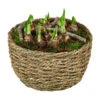 Narzissen 'Tête à Tête' In Seil-Korb, Ca. Ø26/H20 Cm 1 Narzissen 'Tête à Tête' In Seil-Korb, Ca. Ø26/H20 Cm -Ecopots Garten Geschaft 6019137 WE FS 001 KOSeilNarzisse