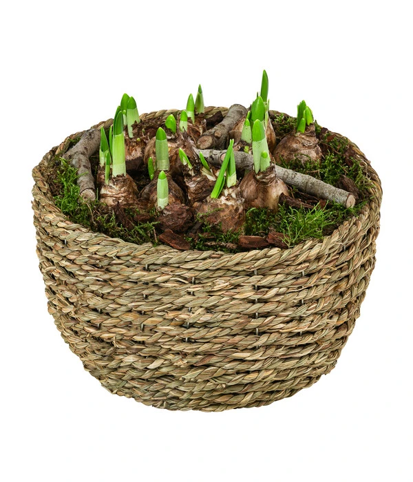 Narzissen 'Tête à Tête' In Seil-Korb, Ca. Ø26/H20 Cm 3 Narzissen 'Tête à Tête' In Seil-Korb, Ca. Ø26/H20 Cm