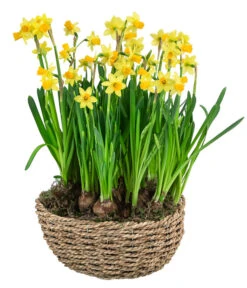 Narzissen 'Tête à Tête' In Seil-Korb, Ca. Ø26/H20 Cm 8 Narzissen 'Tête à Tête' In Seil-Korb, Ca. Ø26/H20 Cm -Ecopots Garten Geschaft 6019137 WE FS 001 SeilkorbNarzissenTeteaTete26cm