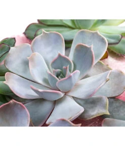 Echeverien-Set - Echeveria, 5-teilig, Verschiedene Sorten 5 Echeverien-Set - Echeveria, 5-teilig, Verschiedene Sorten -Ecopots Garten Geschaft 6115653 WE DE 001 EcheveriaO Wurz 5erSet