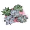 Echeverien-Set - Echeveria, 5-teilig, Verschiedene Sorten -Ecopots Garten Geschaft 6115653 WE FS 001 EcheveriaO Wurz 5erSet