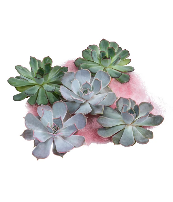 Echeverien-Set - Echeveria, 5-teilig, Verschiedene Sorten 3 Echeverien-Set - Echeveria, 5-teilig, Verschiedene Sorten