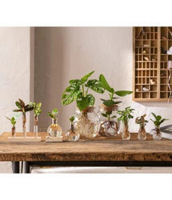 Waterplant Balsamapfel Im Kugelglas - Clusia Rosea 'Princess', Mit LED -Ecopots Garten Geschaft 6125066 WE MO 001 WaterPlants 1