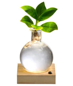 Neue Veröffentlichungen 19 Waterplant Balsamapfel Im Kugelglas - Clusia Rosea 'Princess', Mit LED