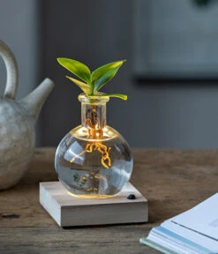 Neue Veröffentlichungen -Ecopots Garten Geschaft 6125074 WE MO 001 WaterPlantClusiaLED