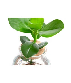 Waterplant Balsamapfel Im Kugelglas - Clusia Rosea 'Princess', Ca. 30 Cm -Ecopots Garten Geschaft 6125082 WE DE 001 WaterPlantsClusia12cm