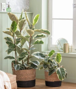 Dehner Seegras-Korb Rob, Rund, Braun/schwarz -Ecopots Garten Geschaft 6904783 WE MO 001 Ficus