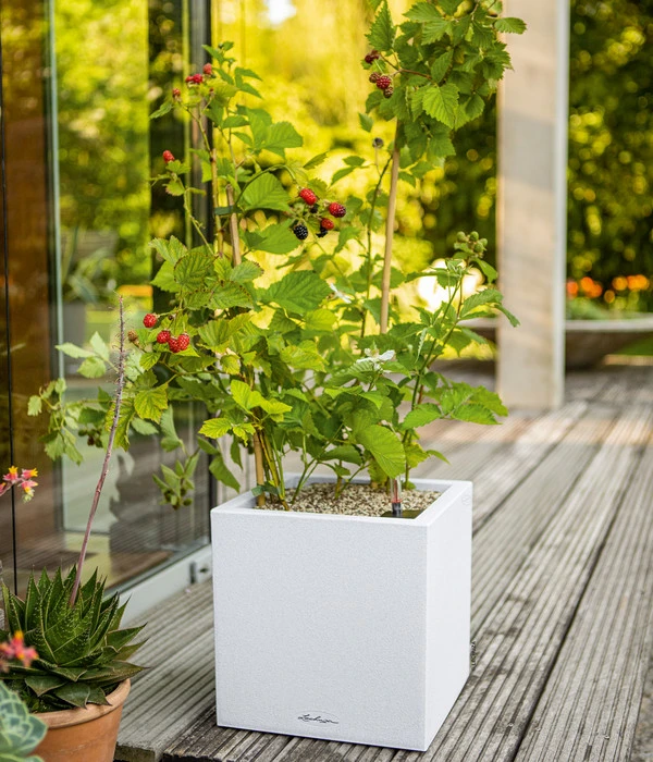 LECHUZA® Kunststoff-Topf Canto Stone, Eckig, Ca. B14/H13,5/T14 Cm 3 LECHUZA® Kunststoff-Topf Canto Stone, Eckig, Ca. B14/H13,5/T14 Cm – Bild 2