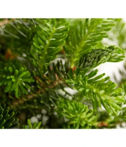 Korea-Tanne 'Molli' -Ecopots Garten Geschaft 7001936 WE DE 001 AbiesKoreanaMolliTanneDehnerExpressZS