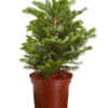 Korea-Tanne 'Molli' 1 Korea-Tanne 'Molli' -Ecopots Garten Geschaft 7001936 WE FS 001 AbiesKoreanaMolliTanneDehnerExpressZS