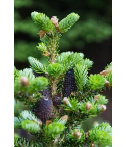 Korea-Tanne 'Molli' -Ecopots Garten Geschaft 7002405 PR DE 001 AbiesKoreanaMolli