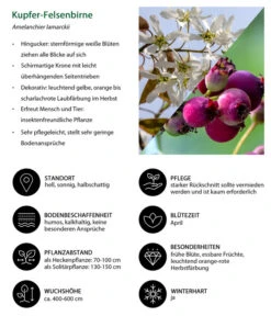Kupfer-Felsenbirne 8 Kupfer-Felsenbirne -Ecopots Garten Geschaft 7042419 WE IG 001 KupferFelsenbirne