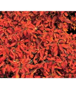 Kupfer-Felsenbirne 9 Kupfer-Felsenbirne -Ecopots Garten Geschaft 7042427 BildD 001 KupferFelsenbirneAmelanchLamarck