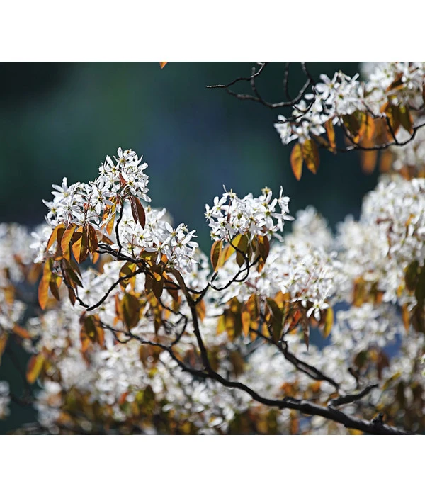 Kupfer-Felsenbirne 6 Kupfer-Felsenbirne – Bild 4