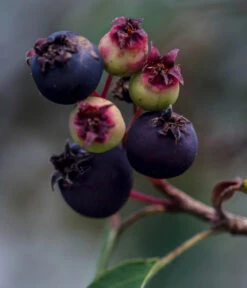 Kupfer-Felsenbirne 11 Kupfer-Felsenbirne -Ecopots Garten Geschaft 7042450 WE DE 003 AmelanchierFelsenbirne