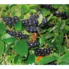 Apfelbeere, Aronia 'Viking' 2 Apfelbeere, Aronia 'Viking' -Ecopots Garten Geschaft 7045644 BildD 001 AroniaAroniaMelanocarpaViking