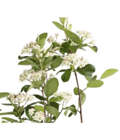 Apfelbeere, Aronia 'Viking' -Ecopots Garten Geschaft 7045644 PR DE 001 AroniaMelanocarpaViking3LDehnerExpressHerzig