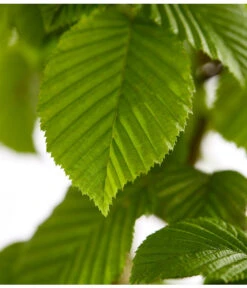 20 Meter Hainbuche, 100 X Ca. 125-150 Cm -Ecopots Garten Geschaft 7088883 WE DE 001 CarpinusBetulusHainbuche4LDehnerExpressZS 2