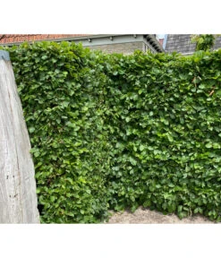 20 Meter Hainbuche, 100 X Ca. 125-150 Cm -Ecopots Garten Geschaft 7089188 WE MO 002 HainbuchenCarpinusBetulus2l 2