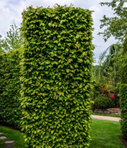 20 Meter Hainbuche, 100 X Ca. 125-150 Cm -Ecopots Garten Geschaft 7089188 WE MO Luckner Hecke CarpinusBetulusHainbuche 2