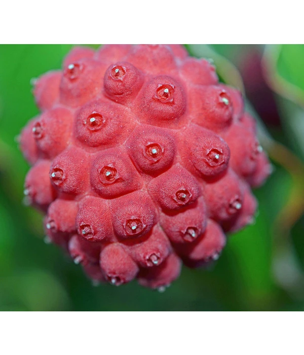 Blumen-Hartriegel 4 Blumen-Hartriegel – Bild 2