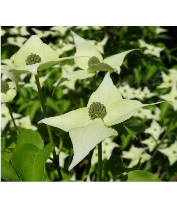 Blumen-Hartriegel 3 Blumen-Hartriegel