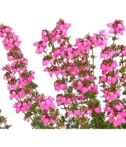 Graue Glockenheide, Verschiedene Farben 21 Graue Glockenheide, Verschiedene Farben -Ecopots Garten Geschaft 7172521 WE DE 001 EricaCinereaGrauheideT10Herzig