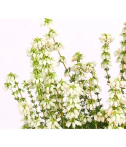 Graue Glockenheide, Verschiedene Farben 22 Graue Glockenheide, Verschiedene Farben -Ecopots Garten Geschaft 7172521 WE DE 002 EricaCinereaGrauheideT10Herzig