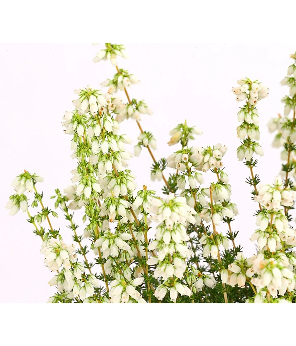 Graue Glockenheide, Verschiedene Farben 12 Graue Glockenheide, Verschiedene Farben – Bild 10