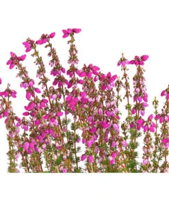 Graue Glockenheide, Verschiedene Farben 20 Graue Glockenheide, Verschiedene Farben -Ecopots Garten Geschaft 7172521 WE DE 003 EricaCinereaGrauheideT10Herzig