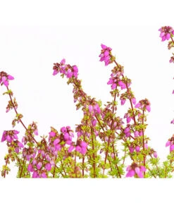 Graue Glockenheide, Verschiedene Farben 23 Graue Glockenheide, Verschiedene Farben -Ecopots Garten Geschaft 7172521 WE DE 004 EricaCinereaGrauheideT10Herzig