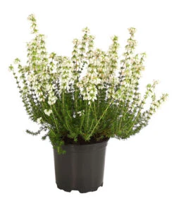 Graue Glockenheide, Verschiedene Farben 15 Graue Glockenheide, Verschiedene Farben -Ecopots Garten Geschaft 7172521 WE FS 002 EricaCinereaGrauheideT10Herzig